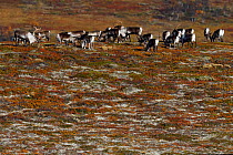 Mountain reindeer (Rangifer tarandus), wild herd feeding, on tundra. Forollhogna National Park, Norway. September 2018.
