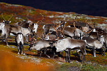 Mountain reindeer (Rangifer tarandus), wild herd. Forollhogna National Park, Norway. September.