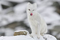 Arctic fox (Vulpes lagopus), juvenile licking lips, winter pelage. Dovrefjell National Park, Norway. September.