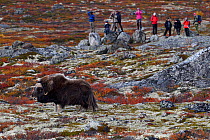 Muskox (Ovibos moschatus) in tundra, people photographing and observing in background. Dovrefjell National Park, Norway. September 2018.