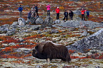 Muskox (Ovibos moschatus) in tundra, people photographing and observing in background. Dovrefjell National Park, Norway. September 2018.