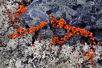 Lichen covered stone and Dwarf birch (Betula nana). Dovrefjell National Park, Norway. September.