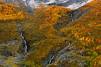 Waterfalls through Mountain birch (Betula pubescens tortuosa) zone in autumn. Dovrefjell National Park, Norway. September 2018.