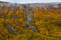 River through Mountain birch (Betula pubescens tortuosa) zone in autumn. Dovrefjell National Park, Norway. September 2018.