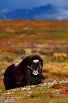Muskox (Ovibos moschatus) in tundra with mountains in background, Dovrefjell National Park, Norway. September 2018.