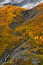 Waterfall through Mountain birch (Betula pubescens tortuosa) zone in autumn. Dovrefjell National Park, Norway. September 2018.