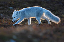 Arctic fox (Vulpes lagopus) juvenile sniffing ground, winter pelage. Dovrefjell National Park, Norway. September.