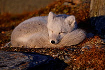 Arctic fox (Vulpes lagopus) juvenile curled up, sleeping in morning light, winter pelage. Dovrefjell National Park, Norway. September.