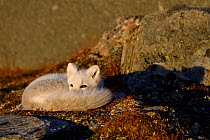Arctic fox (Vulpes lagopus) juvenile resting amongst rocks in morning light, winter pelage. Dovrefjell National Park, Norway. September.