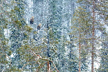 White-tailed eagle (Haliaeetus albicilla) male and female perched on tree in snow, near Kuusamo, Finland. March. Runner up in the Birds category of the GDT European Wildlife Photographer of the Year A...