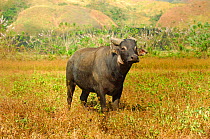 Tamaraw (Bubalus mindorensis) , first individual born in captivity, Tamaraw Gene Pool Farm, Mindoro, Philippines. Critically endangered, endemic species.