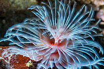 RF - Feather duster worm (Protula magnifica). North Sulawesi, Indonesia. (This image may be licensed either as rights managed or royalty free.)