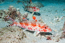 Freckled goatfish (Upeneus tragula). North Sulawesi, Indonesia.