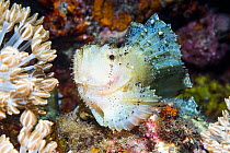 Scorpion leaffish(Taenianotus triacanthus). North Sulawesi, Indonesia.
