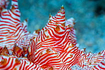 Candycane sea cucumber (Thelenota rubralineata) detail. North Sulawesi, Indonesia.