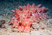 Candycane sea cucumber (Thelenota rubralineata). North Sulawesi, Indonesia.