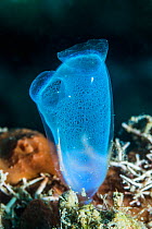 Blue club tunicate (Rhopalaea crassa). North Sulawesi, Indonesia.