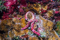 Dalmatian linckia starfish (Linckia multifora). North Sulawesi, Indonesia.