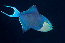 Redtooth triggerfish (Odonus niger). North Sulawesi, Indonesia.