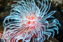 Feather duster worm (Protula magnifica). North Sulawesi, Indonesia.