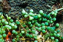 Sea grapes (Caulerpa recemosa). Caulerpa. North Sulawesi, Indonesia.