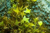 Green algae (Halimeda opuntia). North Sulawesi, Indonesia.