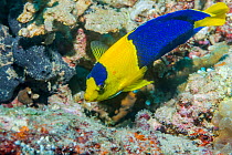 Bicolor angelfish (Centropyge bicolor). North Sulawesi, Indonesia.
