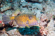 Yellow boxfish (Ostracion cubicus). North Sulawesi, Indonesia.