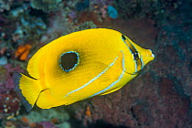 Bennet&#39;s butterflyfish or Bluelashed butterflyfish (Chaetodon bennetti). North Sulawesi, Indonesia.