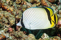 Vagabond butterflyfish (Chaetodon vagabundus). North Sulawesi, Indonesia.