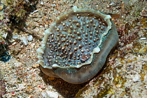 Corallimorph (Amplexidiscus fenestrafer). Norht Sulawesi, Indonesia.