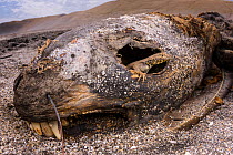 Lava lizard (Microlophus peruvianus) juvenile peering out of eye of dead sea lion. Paracas National Reserve, Peru. Highly commended in the Animals in their Environment Category of Wildlife Photographe...