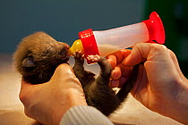 Red fox (Vulpes vulpes) tiny cub is hand-fed at a veterinary practice after being found abandoned by its mother at only a few days old. London, England, UK, March 2014. Winner of the Portfolio Categor...