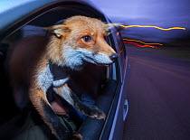 Domesticated Red fox (Vulpes vulpes) travels in a car with his head out of the window on his way to being taken for an evening walk by his owner in forests in East London, England. This fox was brough...