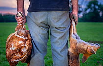 Poultry farmer holds the carcasses of two hens, as well as the Red fox (Vulpes vulpes) that killed them. Although thousands of foxes are shot by farmers each year, this is the last fox this farmer sho...