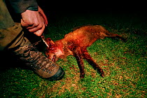 Gamekeeper kills a Red fox (Vulpes vulpes) by cutting its throat after shooting it on an estate in Scotland where game birds are bred to be shot for sport. Scotland, UK, April 2015. Winner of the Port...