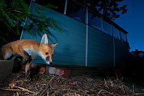 Red fox (Vulpes vulpes) juvenile showing signs of mange in its coat and eyes, stepping out from its den behind a garden shed, Bristol, England, UK. June 2015. Winner of the Portfolio Category of Natur...