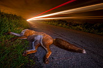 Red fox (Vulpes vulpes) lies dead on a country road after being hit by a car. Road deaths are one of the biggest killers of foxes and one of the greatest causes of cub abandonment. Winner of the Portf...