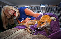 Woman checking over badly injured male Red fox (Vulpes vulpes) which was found after being hit by a vehicle. Fox Project, Kent, England, UK, August. Winner of the Portfolio Category of Nature Photogra...