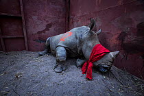 Young White rhinoceros (Ceratotherium simum) in a reinforced steel boma, blindfolded and partially drugged after a long journey from South Africa, before being released into the wild in Botswana. Sept...