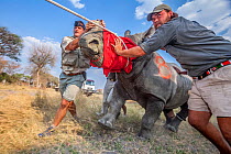 Vets and conservationists guide a blindfolded and partially drugged adult white rhino (Ceratotherium simum) out of its transport crate and into its new home in northern Botswana during a translocation...