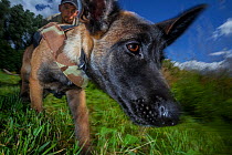 Belgian Shepherd dog, young dog trained as rhino protection dog during poacher tracking training. Animals Saving Animals training facility, England. This dog will be deployed to Botswana of Rhino Cons...