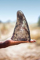 White rhinoceros (Ceratotherium simum) horn held in human hand. Rhino horn is trafficked illegally to the Far East to be used in Traditional Chinese Medicine and to feed demand from those who see it a...