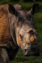 Scarred face of a white rhinoceros (Ceratotherum simum) that survived an attack by poachers who illegally tranquillised her, two other rhinoceroses died from their injures. However this female &#39;Th...