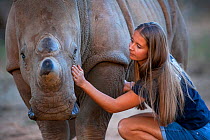 White rhinoceros (Ceratotherium simum) orphaned calf is comforted by its foster mother - a British veterinary nurse, at the Rhino Revolution wildlife rehabilitation centre near Hoedspruit, South Afric...