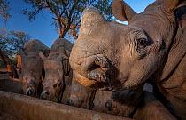 White rhinoceros (Ceratotherium simum) five calves, orphaned from poaching feeding from a trough at dusk at the Rhino Revolution orphanage near Hoedspruit, South Africa. May 2017. Highly Commended in...