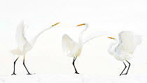 Great white egret (Ardea alba) group of three in winter, Kiskunsag National Park, Hungary. Winner of the Bird Category of Nature Photographer of the Year Awards 2018.