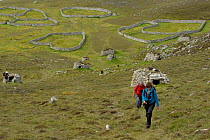 Walkers climbing to the Gap among stone cleits on the island of Hirta in the Saint Kilda archipelago, Scotland. June.