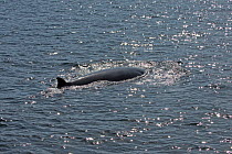 Minke whale (Balaenoptera acutorostrata) surfacing. Small Isles, Scotland. June.