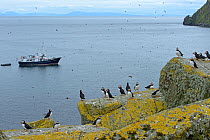 Small cruise ship &#39;Elizabeth G&#39; anchored by Garbh Eilean with flocks of Atlantic puffins (Fratercula arctica), Shiant Isles, Hebrides, Scotland, July 2016.